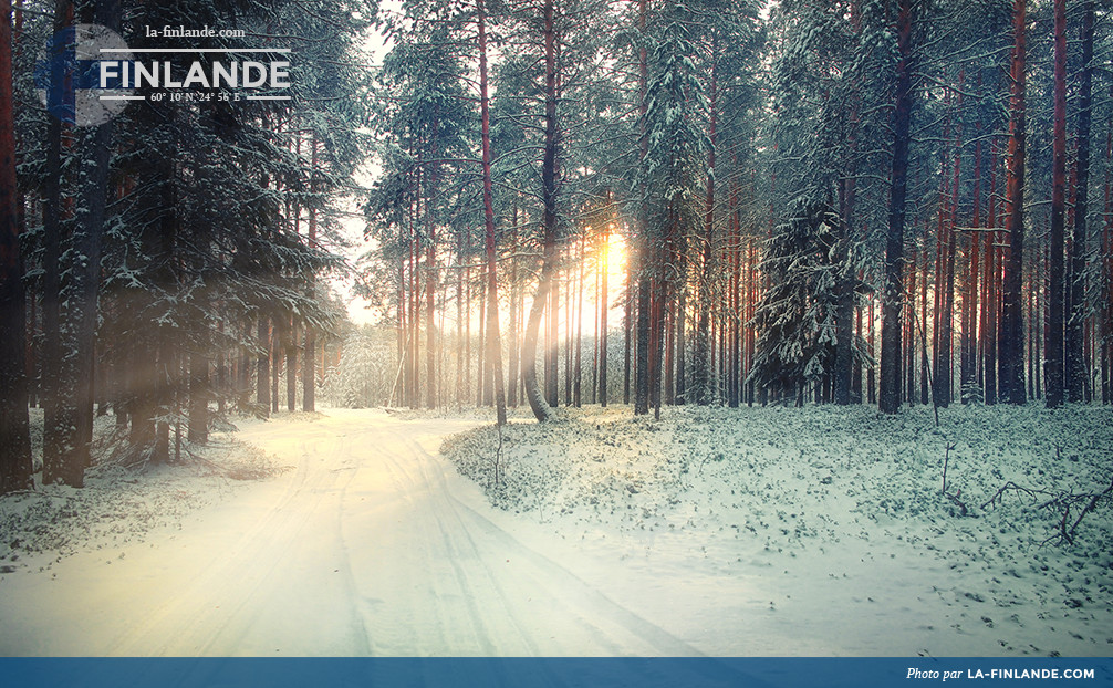 Paysage de forêt hivernale sous les rayons de soleil