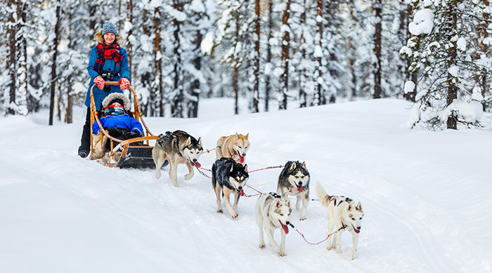 Hivers et chiens de traineau