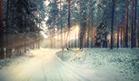 Paysage de forêt hivernale